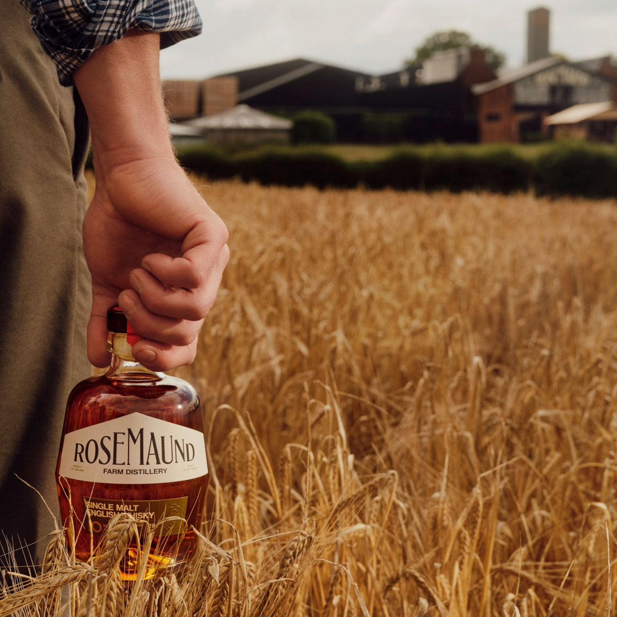 What Is Maris Otter Barley and Why Does It Matter in Whisky?